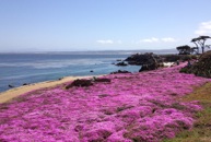 Sea grass in bloom near Lover's Point