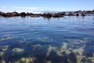 Tide pools at Lover's Point